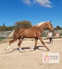 OBSTENTOSO RB III