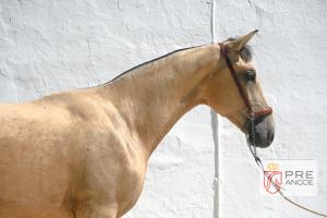 ERMITAÑA DN