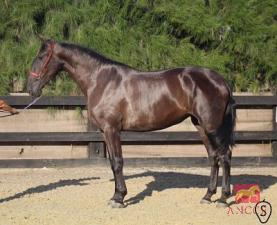 SAGITARIA BIO