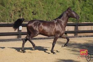 SAGITARIA BIO