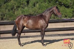 SULTANA BIO