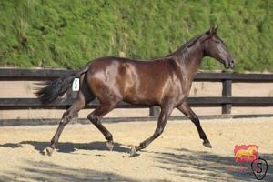SULTANA BIO