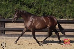 SULTANA BIO