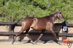 SULTANA BIO