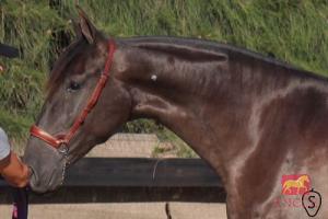 SULTANA BIO