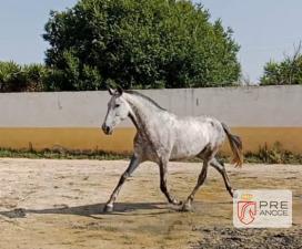 UZAN ELASTICA HR 