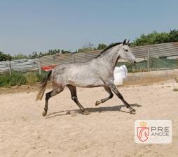 UZAN ELASTICA HR 