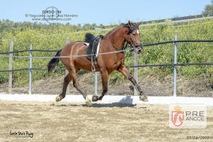 ZURDO DN